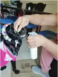 Renovapet Comentarios