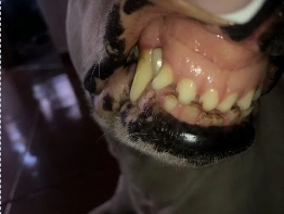 Renovapet Comentarios