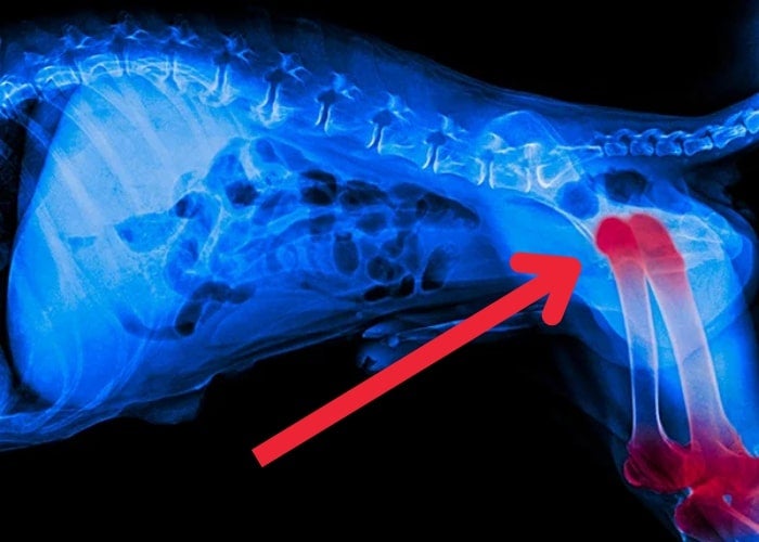 Zoomies Sick of Wasting Money on Cheap Joint Chews That Do Nothing? You Need A Better Formula.