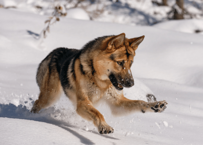 Zoomies Sick of Wasting Money on Cheap Joint Chews That Do Nothing? You Need A Better Formula.