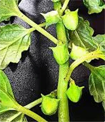 ShilaBites™ Natural Shilajit Gummies