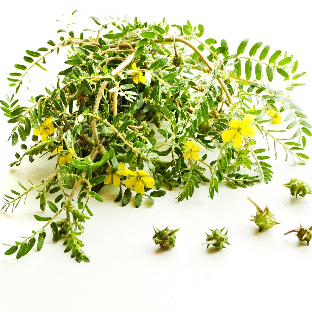 Dominex™ | For a firm erection in just 5 minutes!