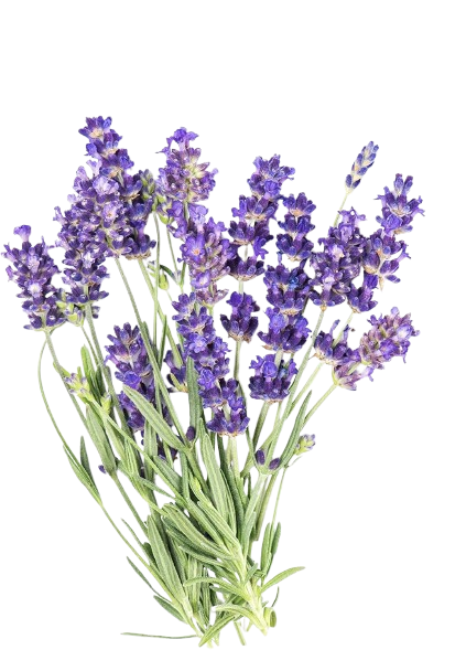 RestEar Natural Vertigo Relief Roll On image RestEar Natural Vertigo Relief Roll On