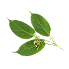 Gymnemic Acid
