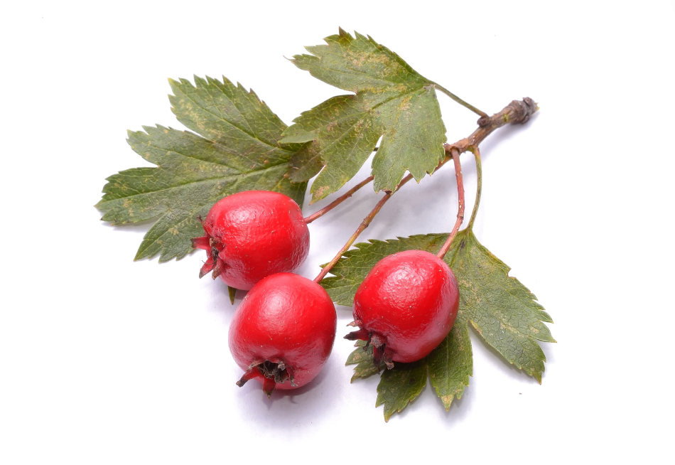 Nordicbewell™ Blood Sugar Tea Balances Your Sugar Levels in Just 7 Days!