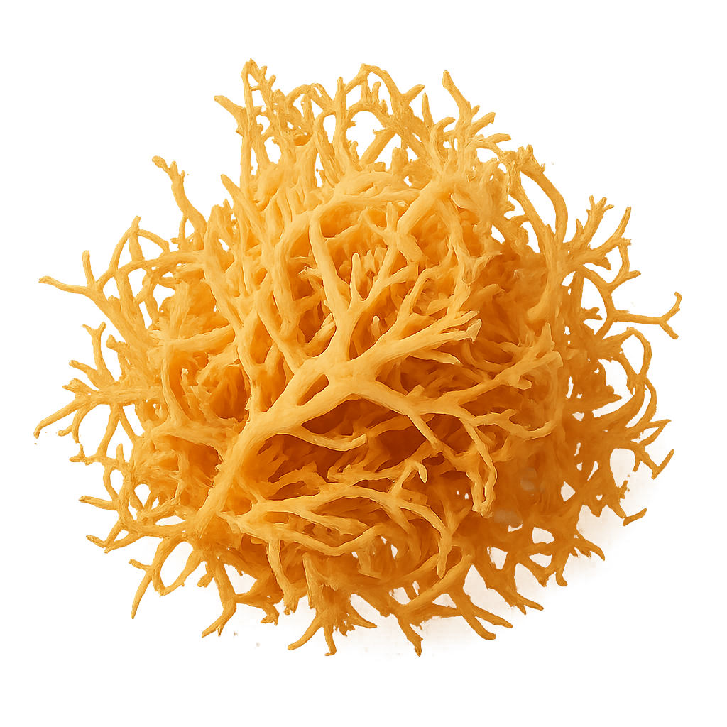 Zenith Shilajit Gold Gummies image Zenith Shilajit Gold Gummies