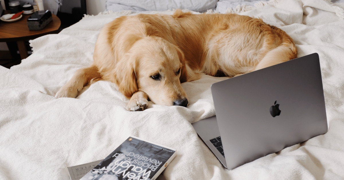 Dog Listening To Calming Music