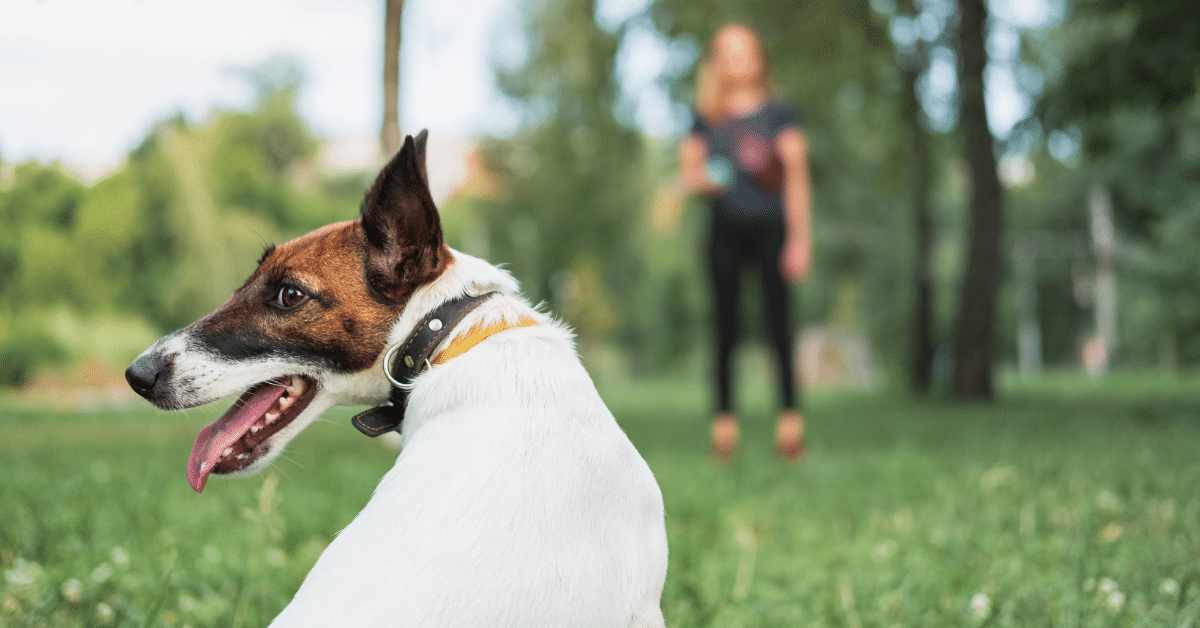 Dog Behavioural Training