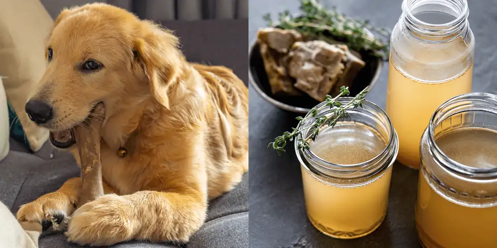 Bone Broth Protein For Dogs