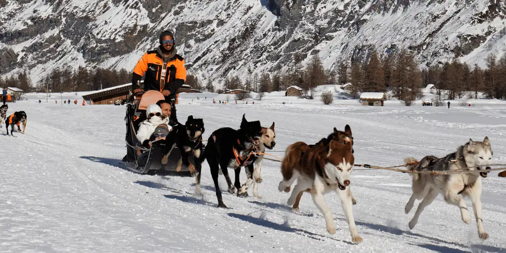 Sled Dogs Pulling 4 Humans