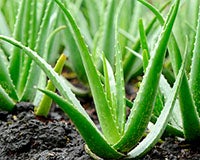 1691448781 aloe vera plant outside jpg 1522875135