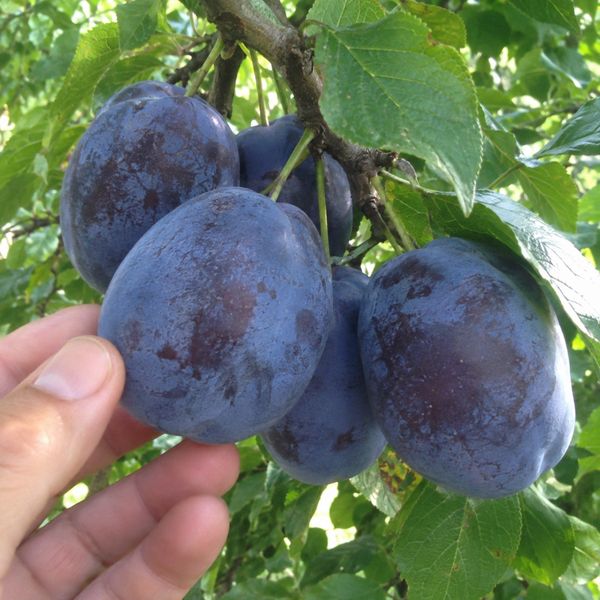 Prune pe ramură