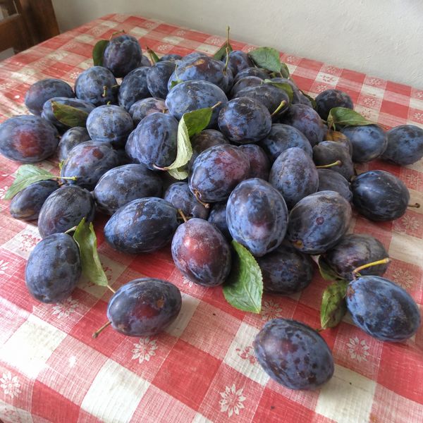 Prune culese, pe masă
