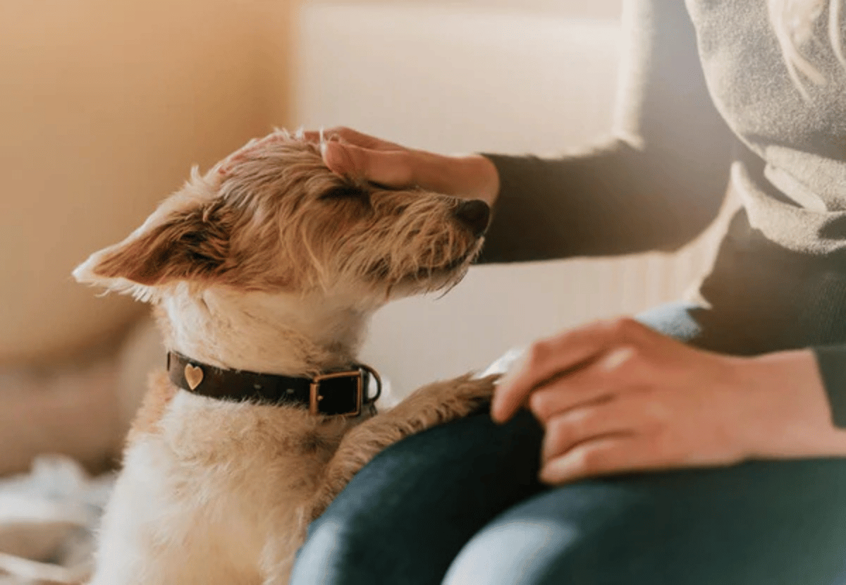 Dog health support