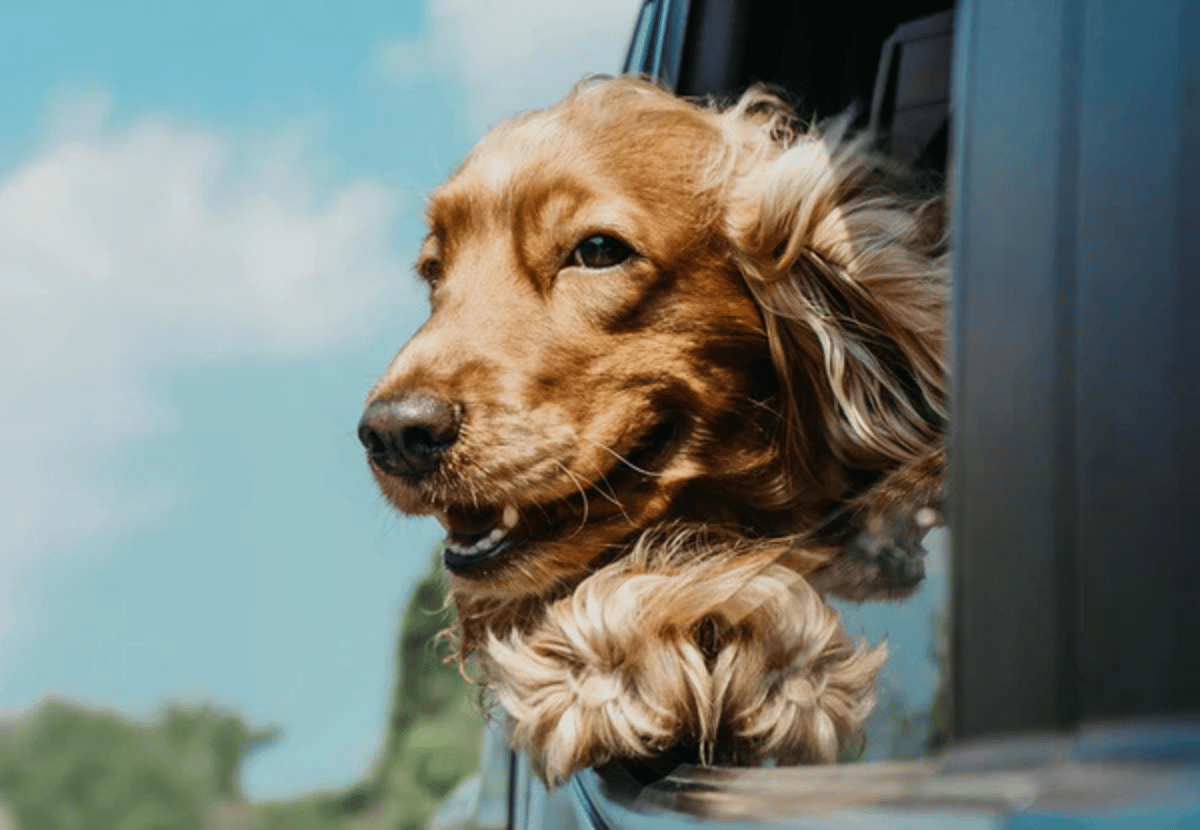 Dog wellness support
