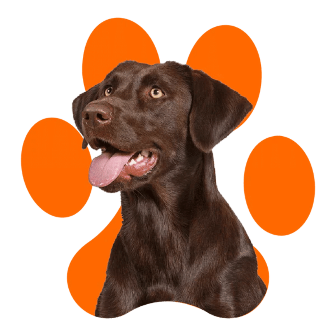 TryKitto dog