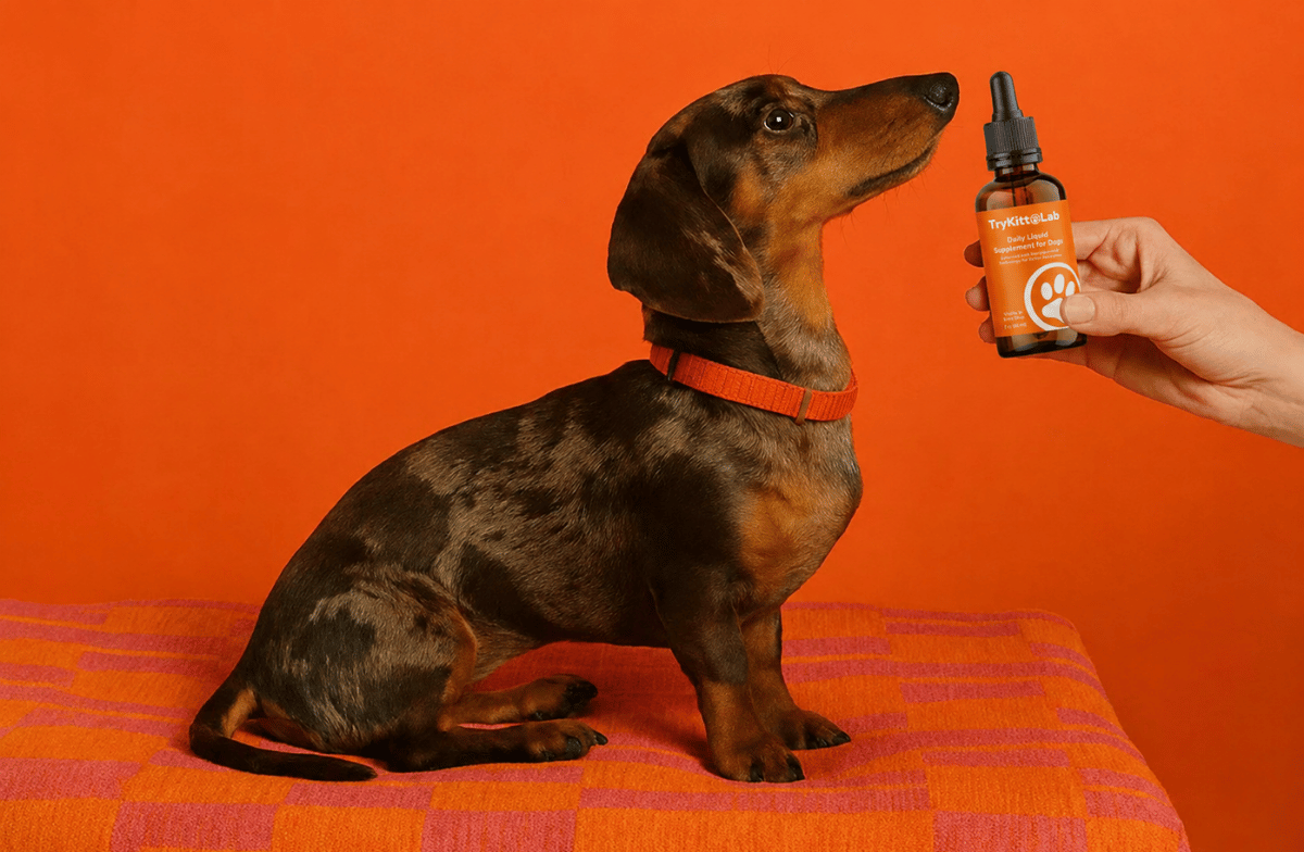 TryKitto dog
