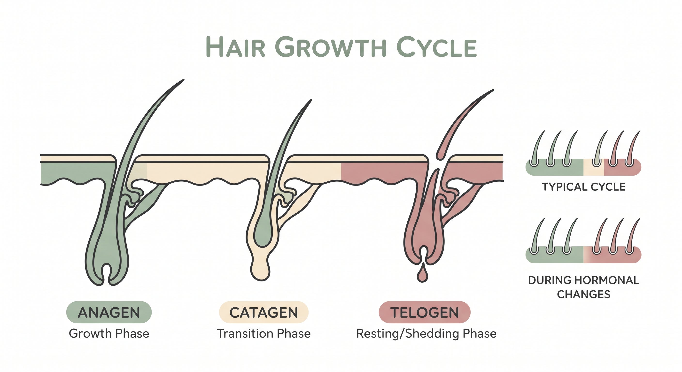 Illustration explaining the hair growth cycle
