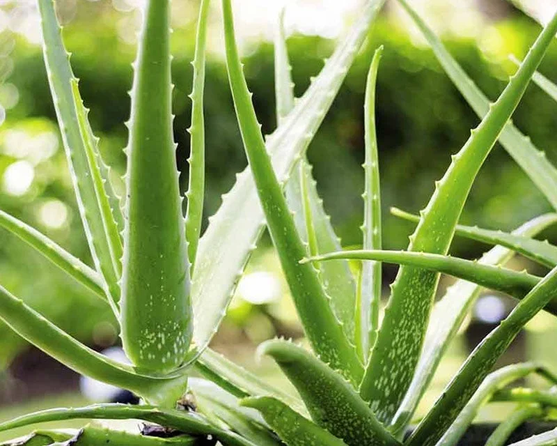 Mullend Teeth Repair Gel