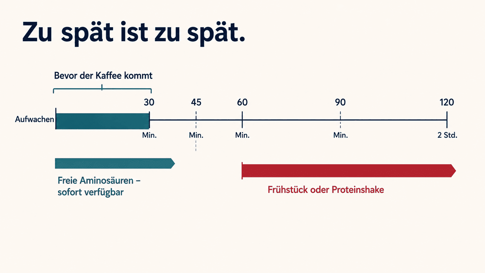 Zeitfenster vor dem ersten Kaffee: freie Aminosäuren rechtzeitig, Frühstück zu spät