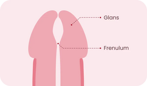 Glans y frenillo