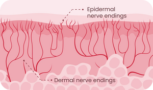 Terminaciones nerviosas epidérmicas y dérmicas