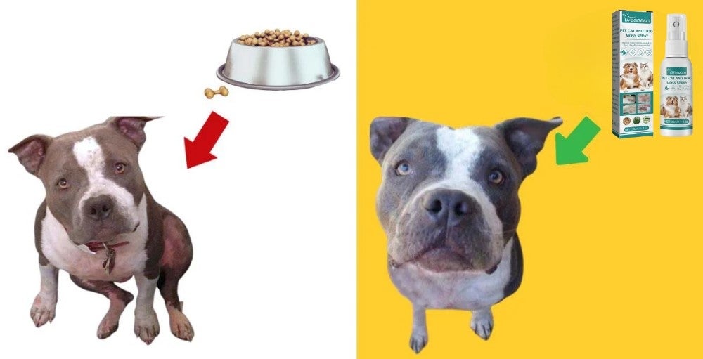 Dog itching from allergies? This natural home remedy helps