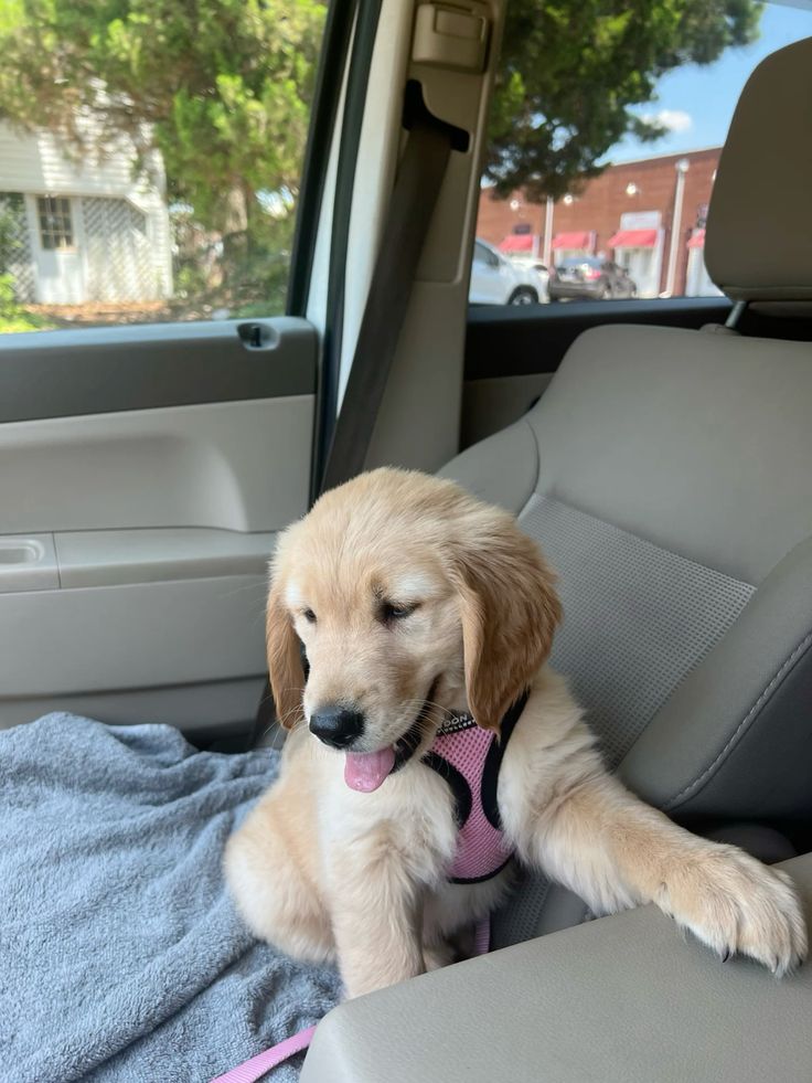 Dog itching from allergies? This natural home remedy helps