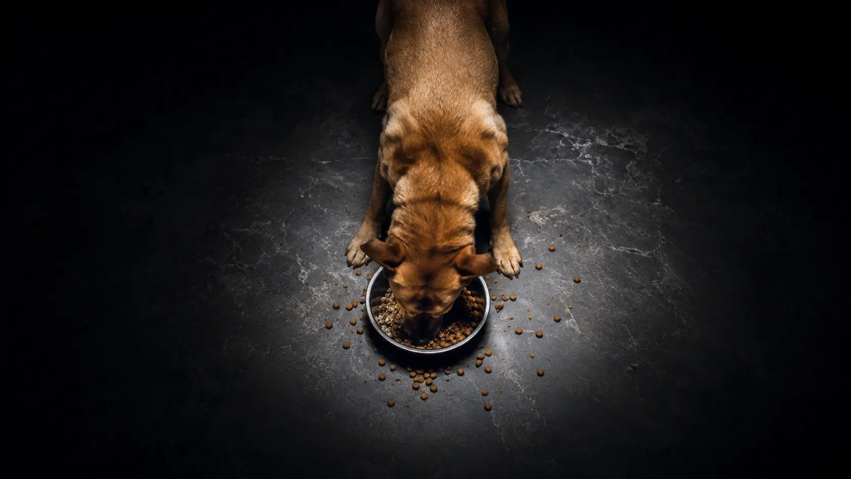 Hund spiser hurtigt