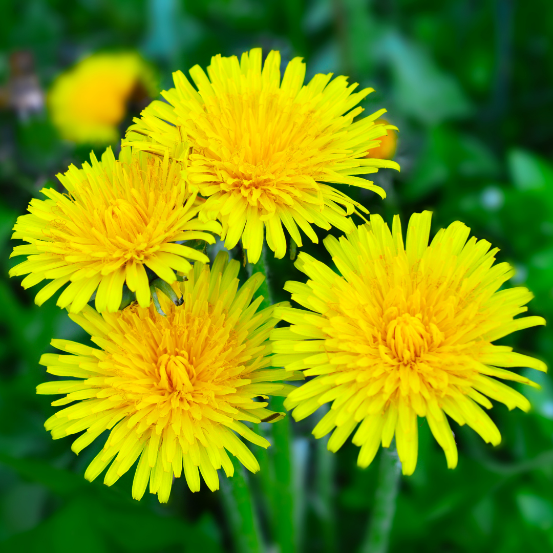 Dandelion