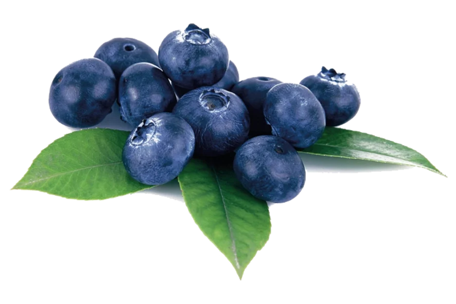 Bilberry Extract