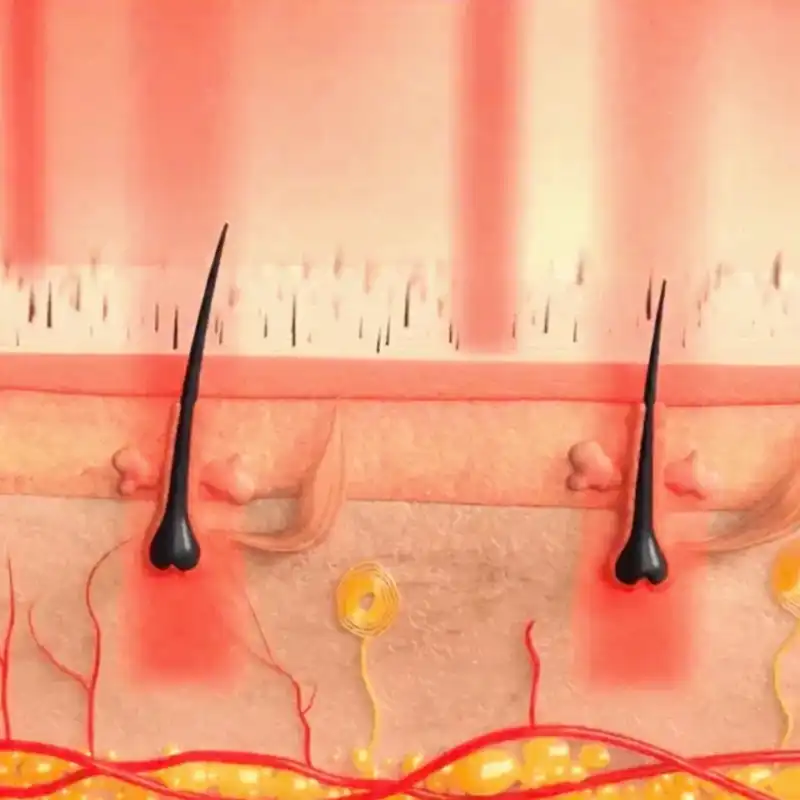 How H-Regrow 3.0 reaches the hair root