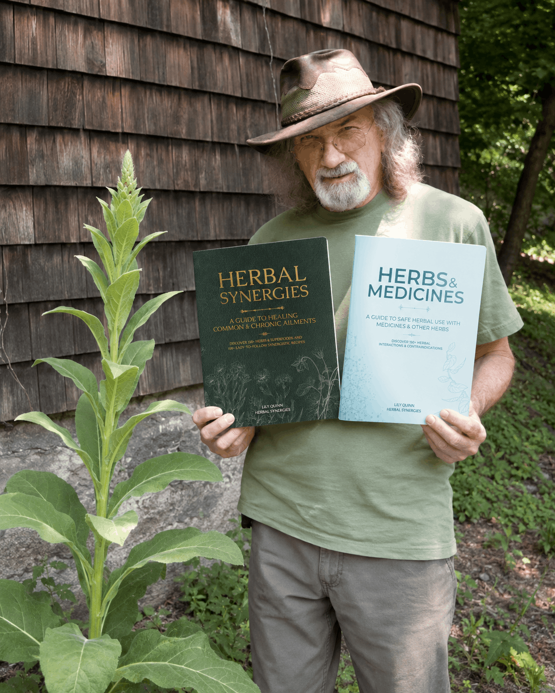 Mullein growing in a herbalist's garden