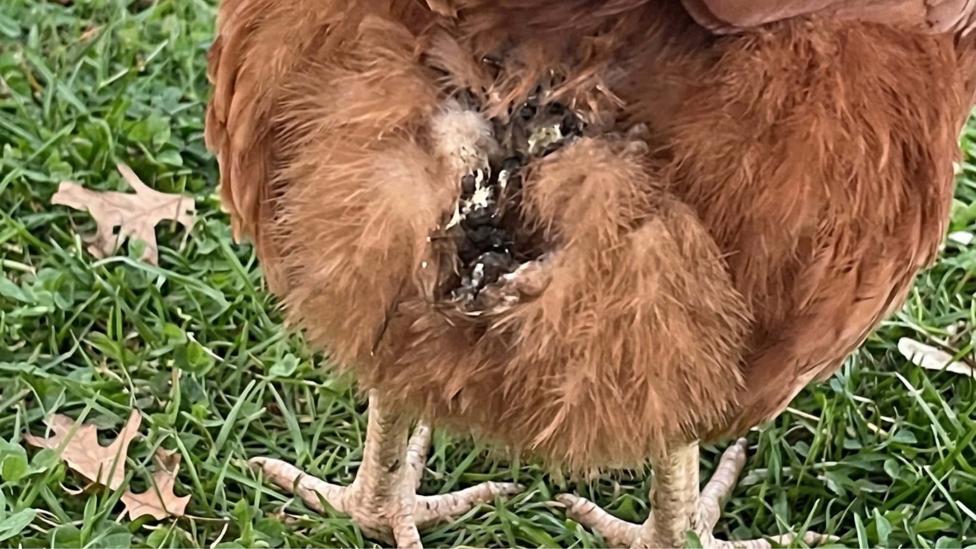 Pale comb, dull feathers β the decline is visible
