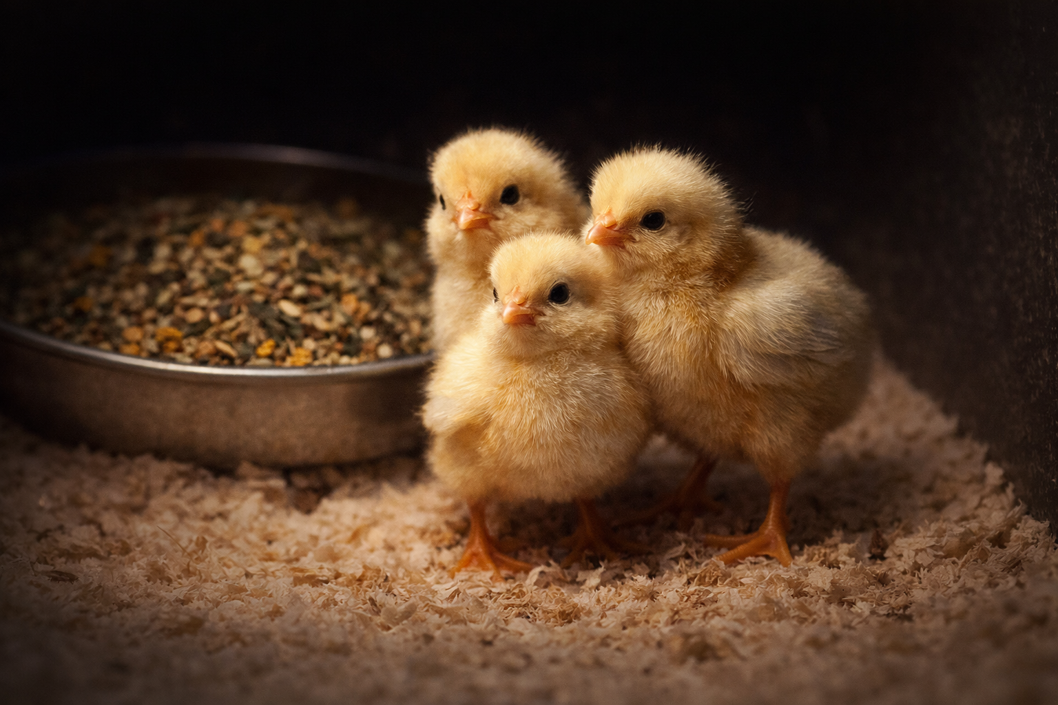 Days 1-3 chicks