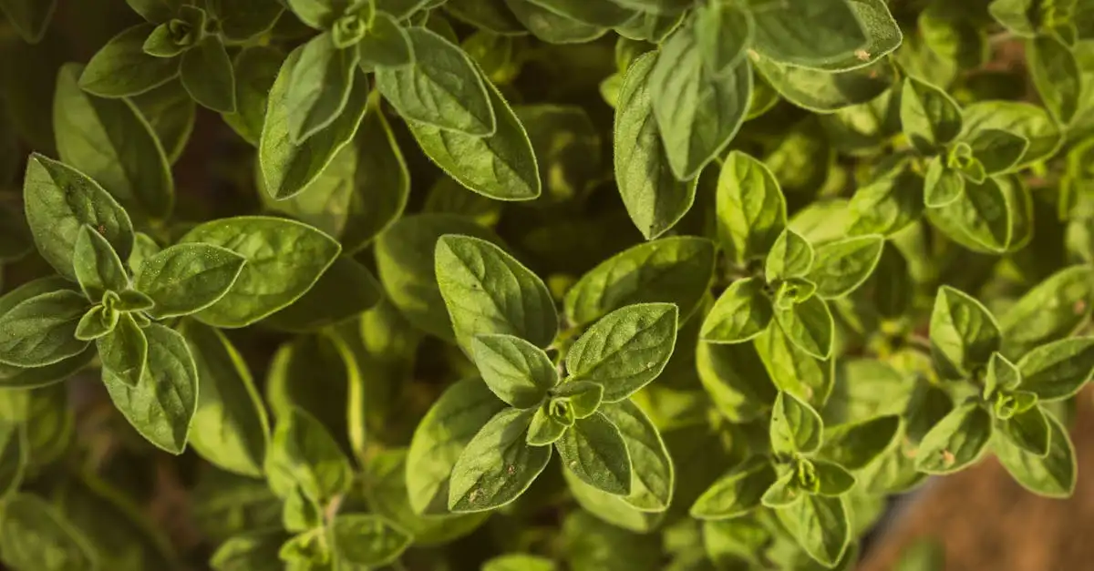 Oregano