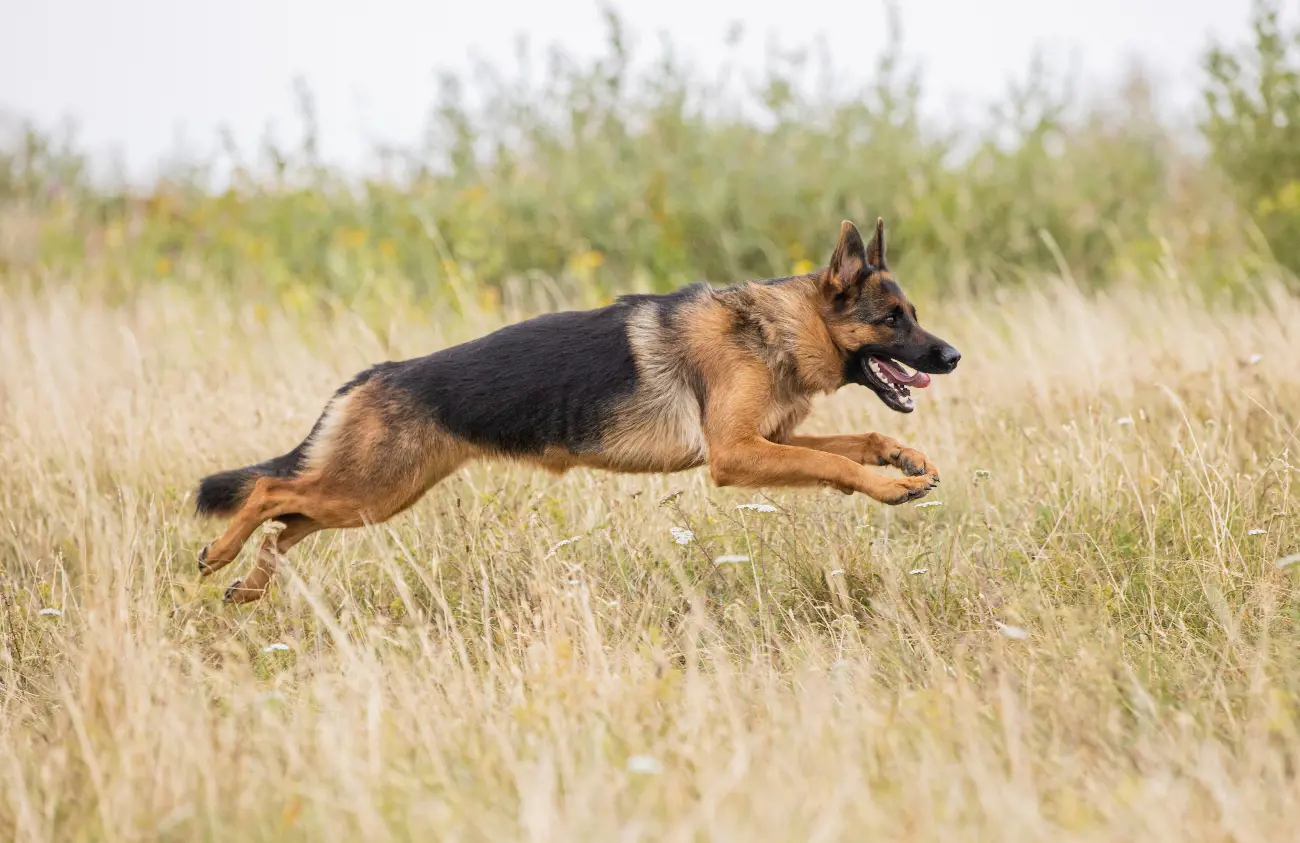 1759867706 german shepherd running through grass