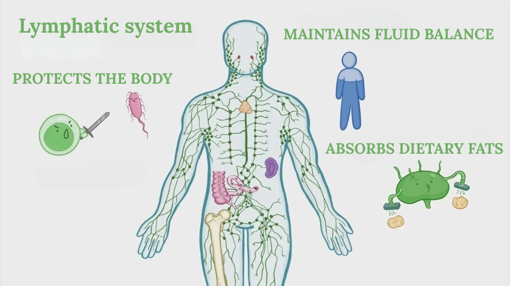 1744991280 Lymphatic%20system