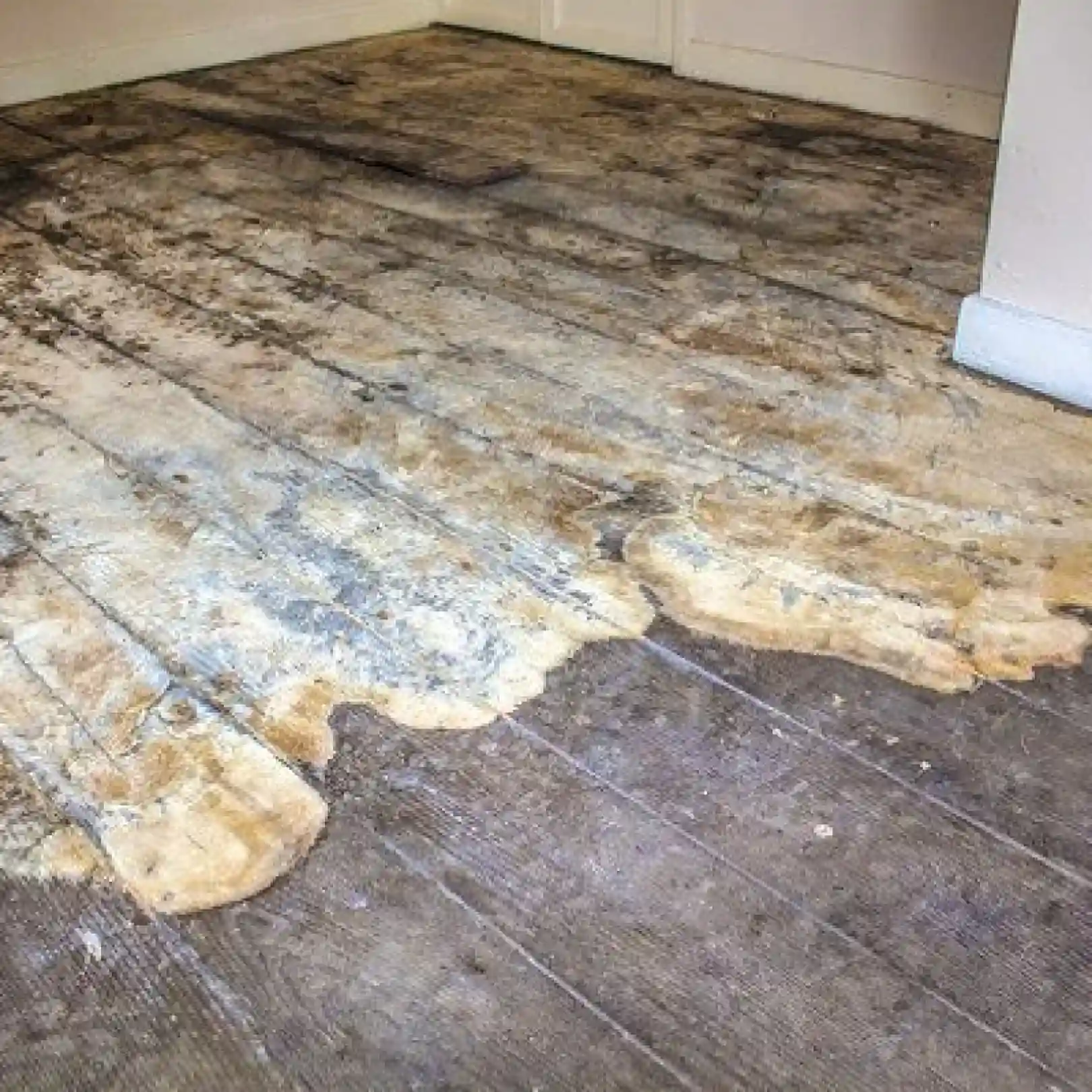 Mouldy floor
