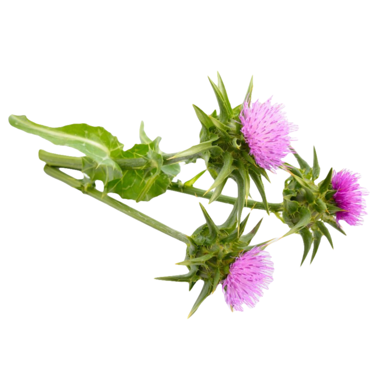 ThyroHerb™ Thyroid & Liver Support Complex