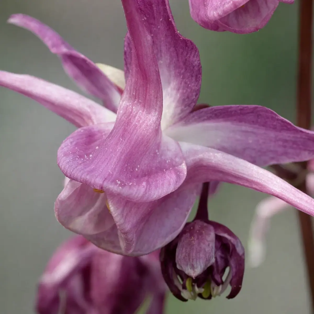 ManMight™ Male Enhancement Gummies