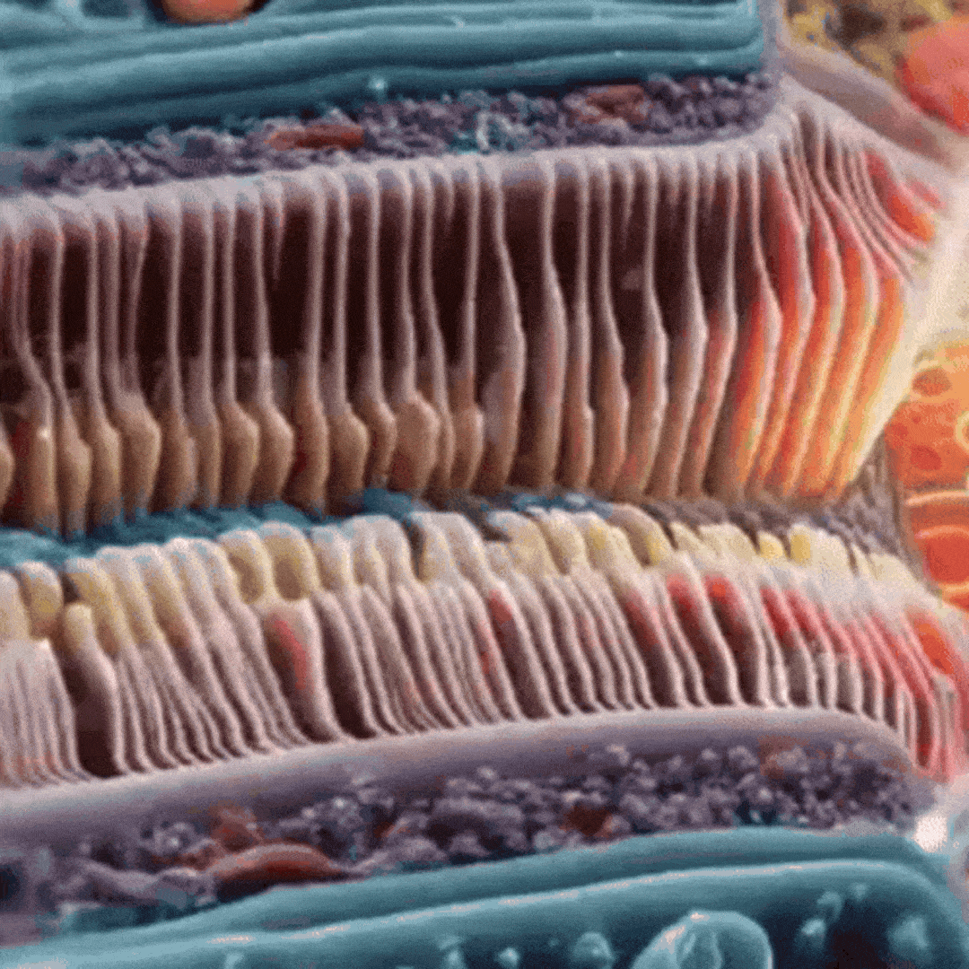 Oyox™ Vision-Enhancing Drops 18 1739884409 2