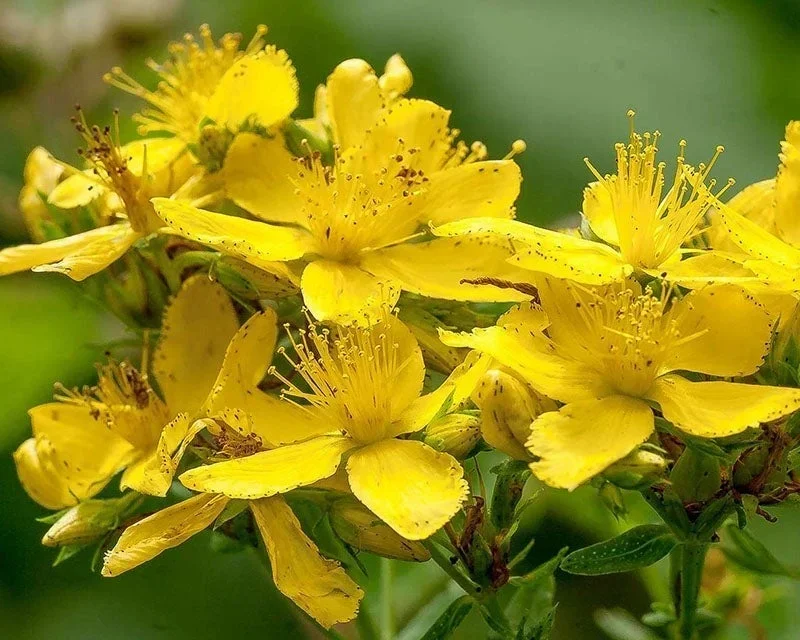 Gumex™ Gum Protect Repair Toothpaste