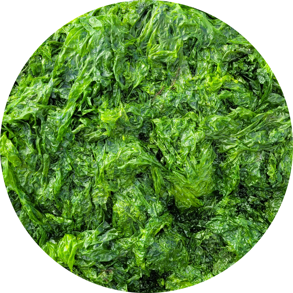 HardRush™ Algae Spray | Rock hard in just 43 seconds & feel 18 again