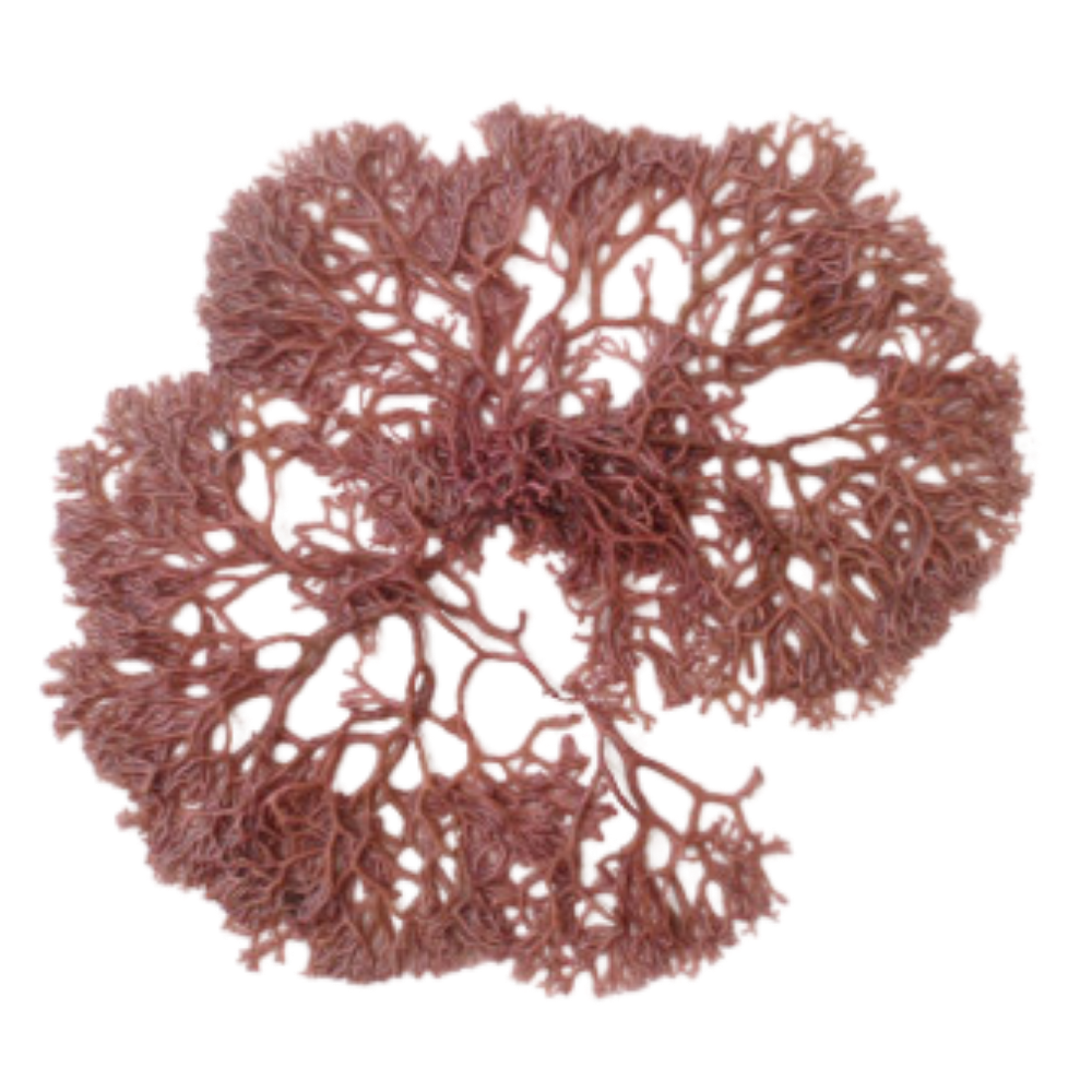 HardRush™ Algae Spray | Rock hard in just 43 seconds & feel 18 again