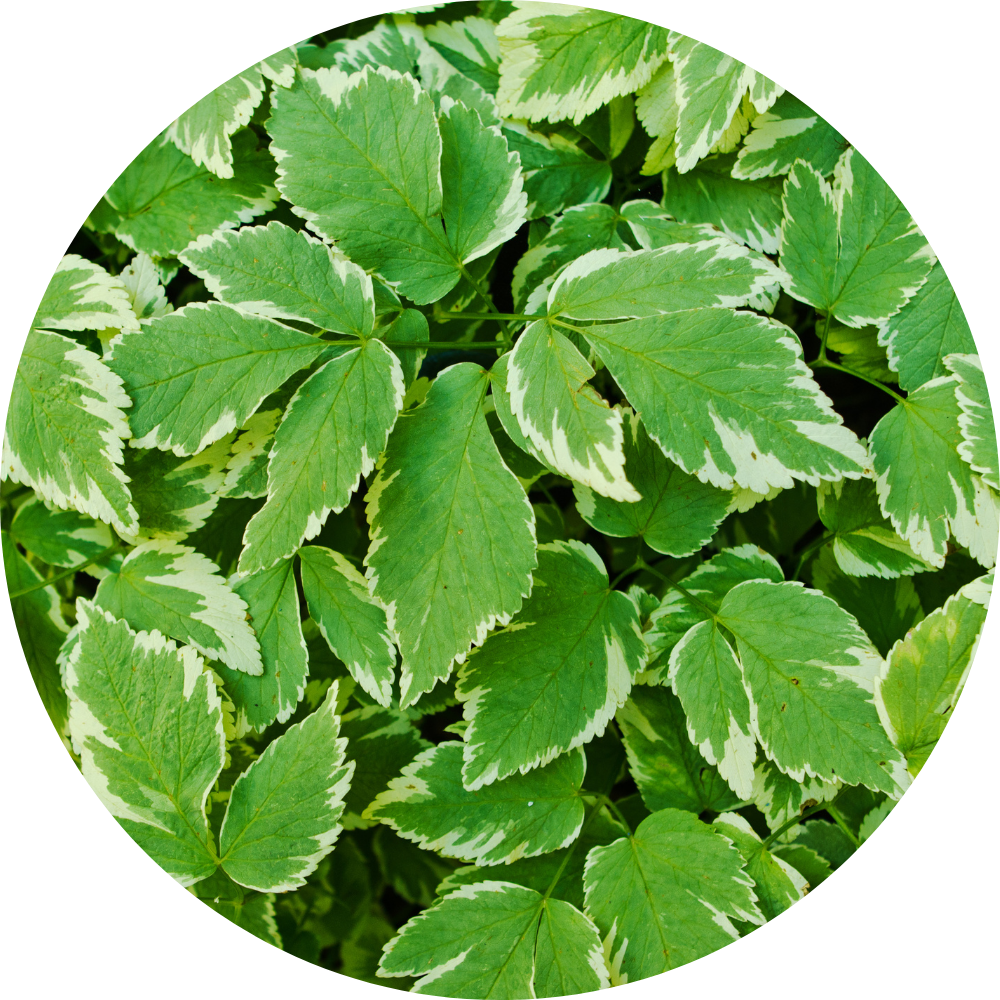 HardRush™ Algae Spray | Rock hard in just 43 seconds & feel 18 again