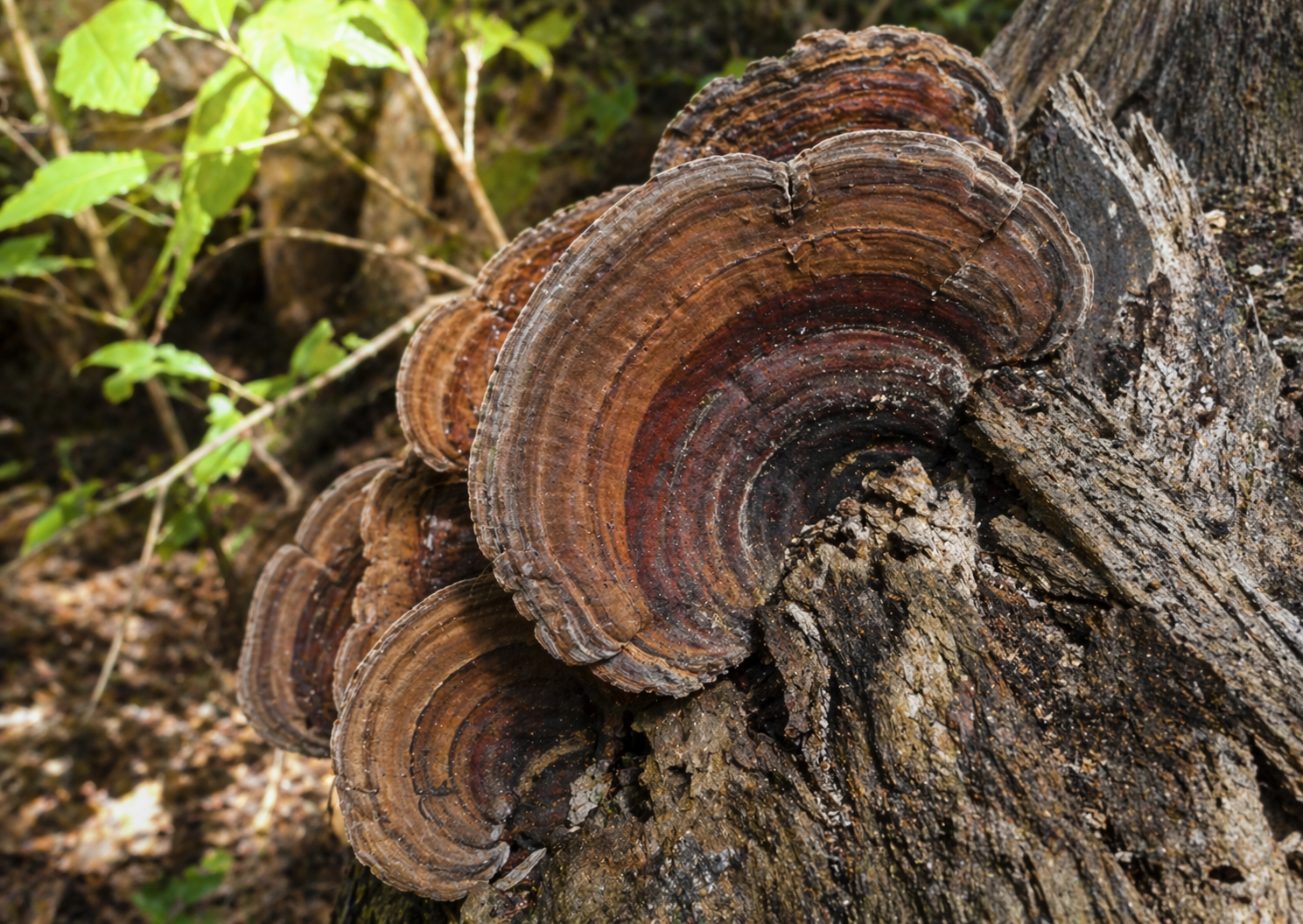Huaier Pilz an Akazie