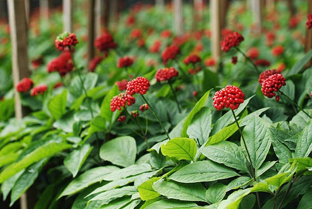Red Ginseng
