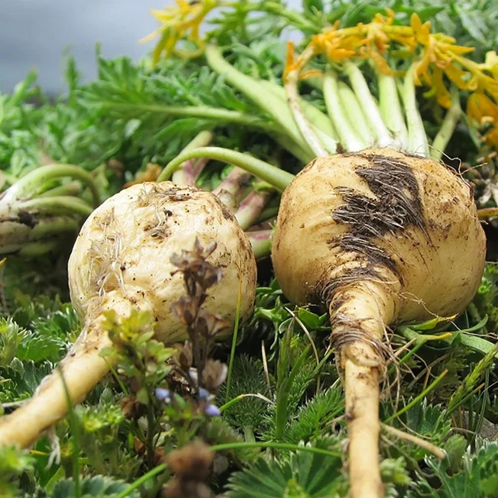 Peruvian Maca