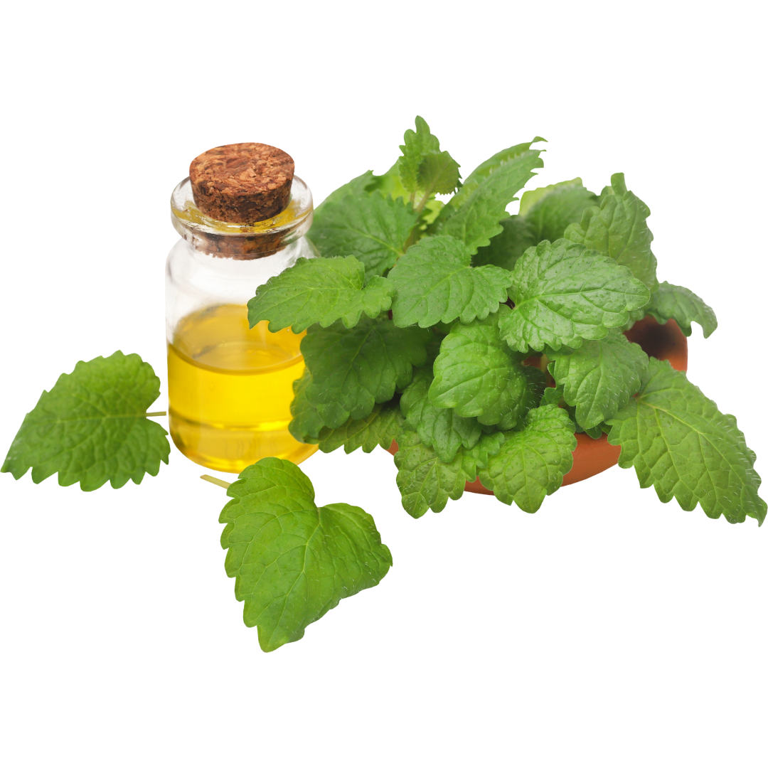 Green tea extract icon